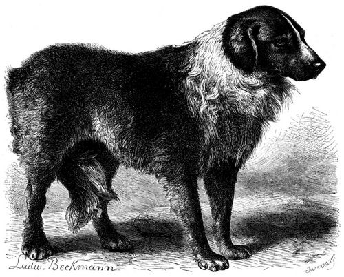 Bernhardinerhund (Canis familiaris extrarius St. Bernardi). 1/10 natrl. Gre.