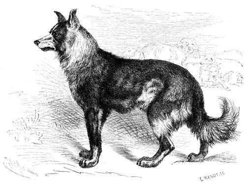 Schäferhund (Canis familiaris pecuarius). 1/10 natürl. Größe.
