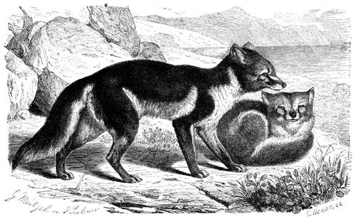 Eisfuchs (Canis lagopus ) im Sommerkleid. 1/8 natürl. Größe.