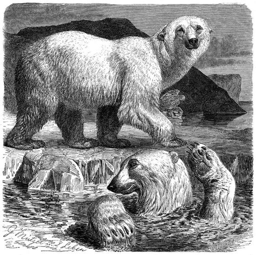 Eisbär (Ursus maritimus). 1/20 natürl. Größe.