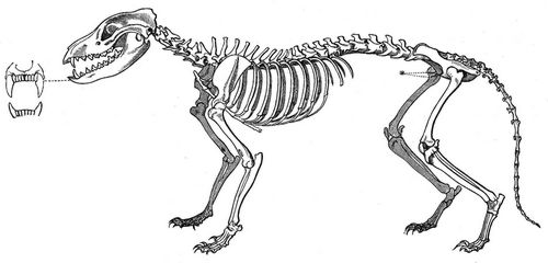 Geripp des Beutelwolfes. (Aus dem Berliner anatomischen Museum.)