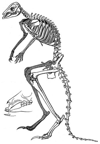 Geripp des Känguru. (Aus dem Berliner anatomischen Museum.)