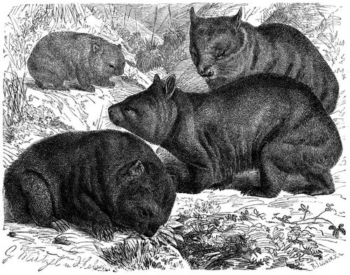 Wombat (Phascolomys fossor) und Breitstirnwombat (Ph. latifrons). 1/8 natürl. Größe.