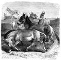 Brehm, Alfred/Brehms Thierleben/Sugethiere/Vierte Reihe: Hufthiere/Zehnte Ordnung: Einhufer (Solidungula)/Einzige Familie: Pferde (Equidae)/Einzige Sippe: Pferde (Equus)/Kulan (Equus hemionus)