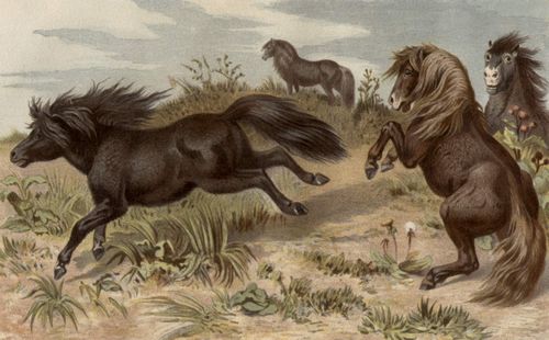 Shetland-Pony.