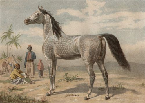 Arabisches Pferd.
