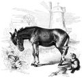 Brehm, Alfred/Brehms Thierleben/Sugethiere/Vierte Reihe: Hufthiere/Zehnte Ordnung: Einhufer (Solidungula)/Einzige Familie: Pferde (Equidae)/Esel/Zahmer Esel (Equus Asinus)