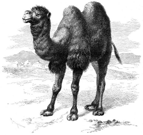 Trampelthier (Camelus bactrianus). 1/25 natürl. Größe.