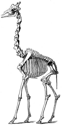 Geripp der Girafe. (Aus dem Berliner anatomischen Museum.)