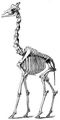 Brehm, Alfred/Brehms Thierleben/Sugethiere/Vierte Reihe: Hufthiere/Elfte Ordnung: Wiederkuer (Ruminantia)/Fnfte Familie: Girafen (Camelopardalis)/Einzige Sippe: Girafen (Camelopardalis Girafa)