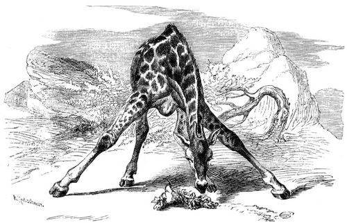 Girafe, etwas vom Boden aufnehmend.