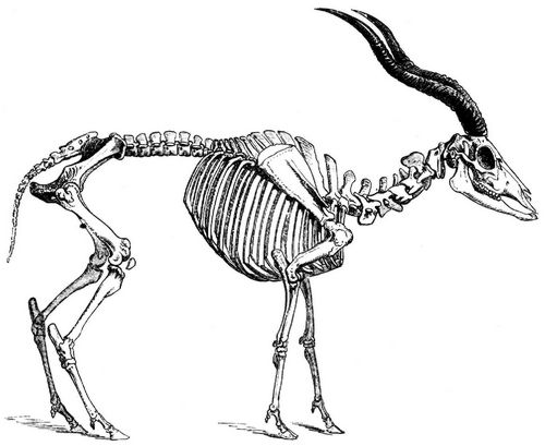 Geripp der Mendesantilope. (Aus dem Berliner anatomischen Museum.)