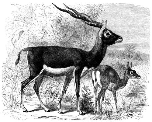 Hirschziegenantilope (Antilope cervicapra). 1/10 natürl. Größe.