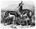Brehm, Alfred/Brehms Thierleben/Sugethiere/Vierte Reihe: Hufthiere/Elfte Ordnung: Wiederkuer (Ruminantia)/Sechste Familie: Hornthiere (Cavicornia)/1. Sippe: Antilopen (Antilope)/Springbock (Antilope Euchore)