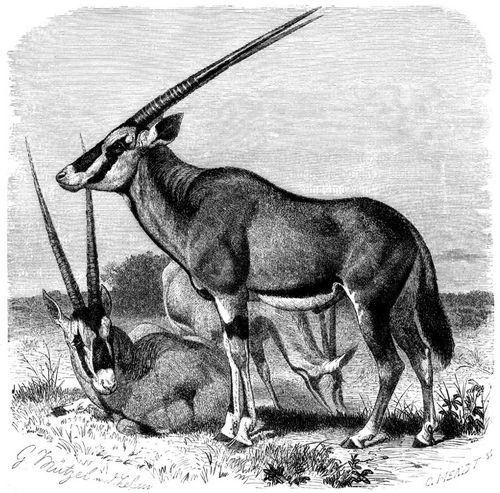 Beisa (Oryx Beisa). 1/16 natrl. Gre.
