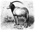 Brehm, Alfred/Brehms Thierleben/Sugethiere/Vierte Reihe: Hufthiere/Elfte Ordnung: Wiederkuer (Ruminantia)/Sechste Familie: Hornthiere (Cavicornia)/7. Sippe: Spiebcke (Oryx)/Sbelantilope (Oryx leucoryx)