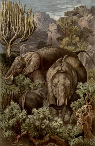 Afrikanischer Elefant.