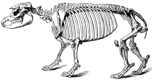 Geripp des Tapir. (Aus dem Berliner anatomischen Museum.)