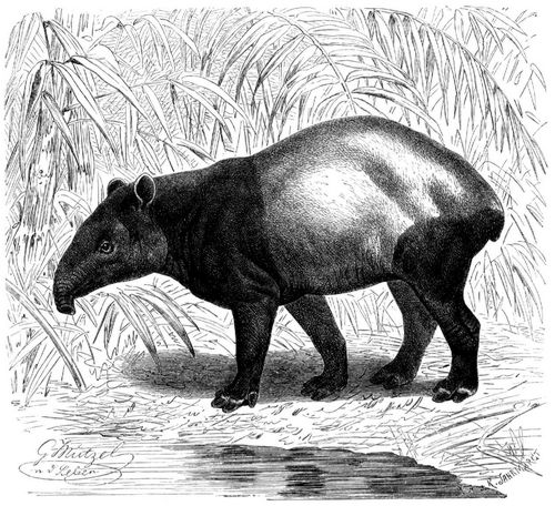 Schabrackentapir (Tapir indicus). 1/18 natürl. Größe.