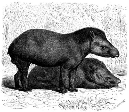 Tapir (Tapirus terrestris). 1/16 natürl. Größe.