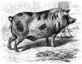 Brehm, Alfred/Brehms Thierleben/Sugethiere/Vierte Reihe: Hufthiere/Zwlfte Ordnung: Vielhufer (Multungula)/Fnfte Familie: Schweine (Setigera)/1. Sippe: Schweine (Sus)/Maskenschwein