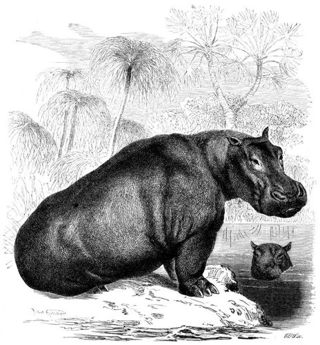 Nil- oder Flußpferd (Hippopotamus amphibius). 1/25 natürl. Größe.