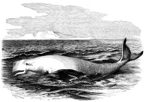 Beluga (Beluga catodon). 1/40 natürl. Größe.