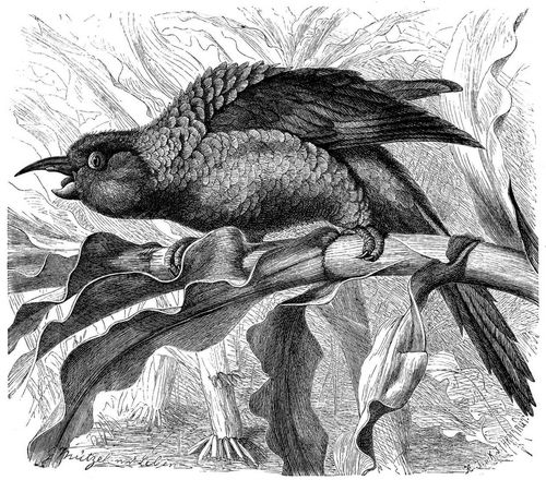 Langschnabelsittich (Henicognathus leptorrhynchus). 2/5 natrl. Gre.