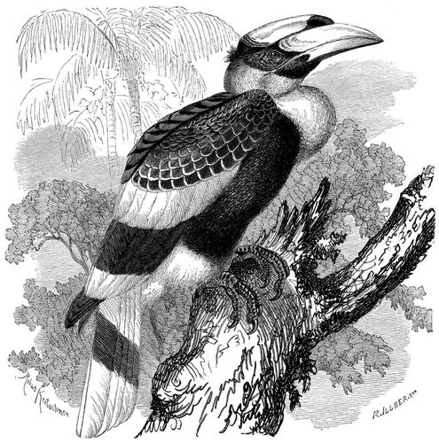 Doppelhornvogel (Buceros bicornis). 1/5 natürl. Größe.