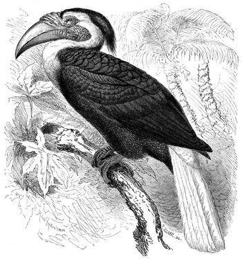 Jahrvogel (Buceros plicatus). 1/3 natrl. Gre.