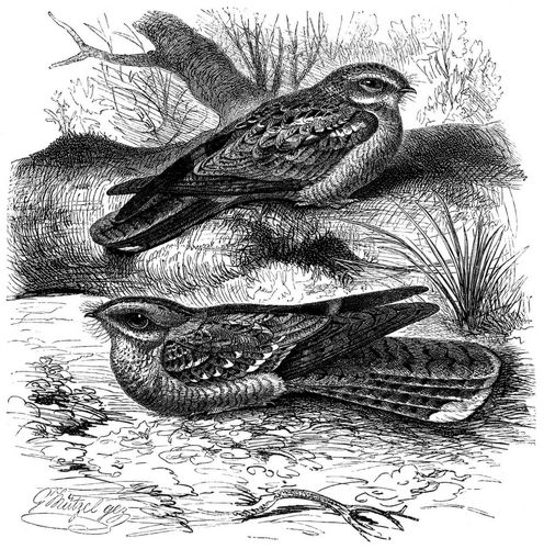 Nachtschwalbe (Caprimulgus europaeus) und Rothhalsnachtschatten (Caprimulgus ruficollis). 2/5 natrl. Gre.