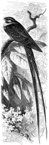 Leiernachtschwalbe (Hydropsalis forcipatus). 1/4 nat. Gre.