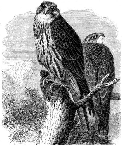 Wrgfalk (Falco lanarius). 1/3 natrl. Gre. (Nach Wolfe.)