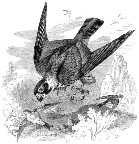 Baumfalk (Falco subbuteo). 1/3 natrl. Gre.