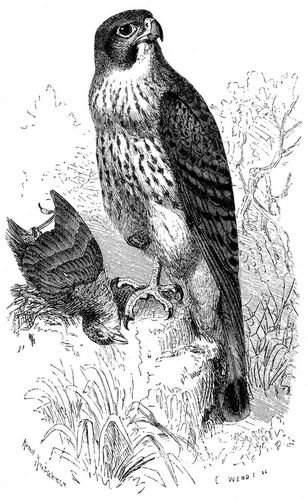 Thurmfalk (Falco tinnunculus). 1/3 natrl. Gre.