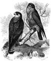 Brehm, Alfred/Brehms Thierleben/Vgel/Zweite Reihe: Fnger (Raptatores)/Fnfte Ordnung: Raubvgel (Accipitres)/Erste Familie: Falken (Falconidae)/1. Sippe: Edelfalken (Falco)/Abendfalk (Falco vespertinus)