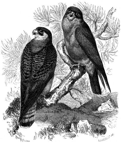 Abendfalk (Falco vespertinus). 1/3 natrl. Gre.