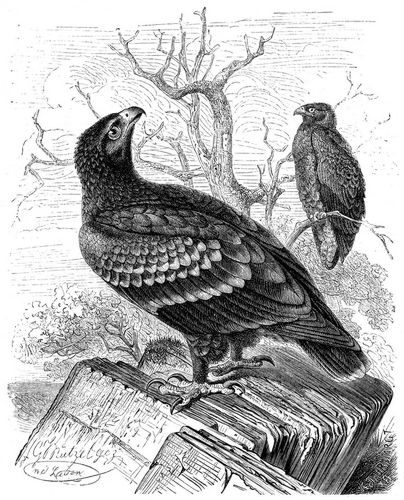 Schreiadler (Aquila naevia). (Junger Vogel.) 1/5 natürl. Größe.