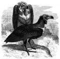 Brehm, Alfred/Brehms Thierleben/Vgel/Zweite Reihe: Fnger (Raptatores)/Fnfte Ordnung: Raubvgel (Accipitres)/Zweite Familie: Geier (Vulturidae)/4. Sippe: Schopfgeier (Vultur)/Kahlkopfgeier (Vultur calvus)