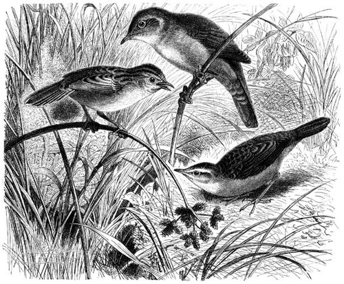 Uferschilfsnger (Acrocephalus phragmitis), Seidenrohrsnger (Bradypterus Cettii) und Cistensnger (Cisticola cursitans). 1/2 natrl. Gre.