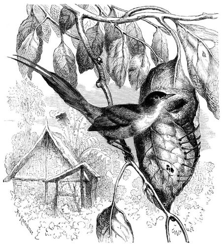 Schneidervogel (Orthotomus Bennettii). 2/3 natrl. Gre.