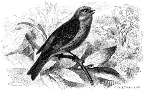 Wilder Kanarienvogel (Serinus canarius). 2/3 natrl. Gre.