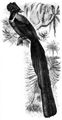 Brehm, Alfred/Brehms Thierleben/Vgel/Dritte Reihe: Sperlingsvgel (Passeres)/Sechste Ordnung: Sperlingsvgel (Passerinae)/Vierzehnte Familie: Paradiesvgel (Paradiseidae)/3. Sippe: Kragenparadiesvgel (Lophorina)/Kragenparadiesvogel (Lophorina superba)