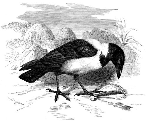 Schildrabe (Corvus scapulatus). 3/10 natrl. Gre.