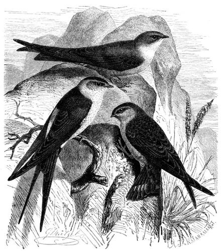 Hhlenschwalbe (Hirundo rufula) und Felsenschwalbe (Cotyle rupestris). 1/2 natrl. Gre.