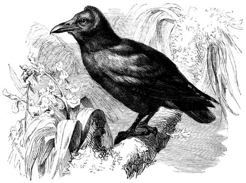 Kapuzinervogel (Gymnocephalus calvus). 1/3 natrl. Gre.