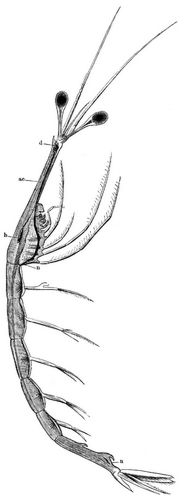 Leuchtkrebs (Leucifer). Natrliche Gre 5 Millimeter. d Eine Drse; h Herz; a c groe Schlagader; n Nervenstrang.