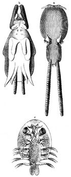 Fischluse: a Caligus. b Lernanthropus. c Karpfenlaus (Argulus foliaceus). Alle 10mal vergrert.