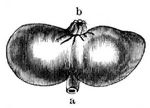 Wurzelkrebs (Sacculina carcini). Natrliche Gre.