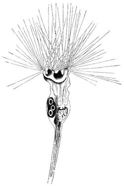 Blumenthierchen (Floscularia ornata). 200mal vergrert.